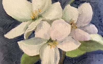 Apple Blossoms 5-18-18