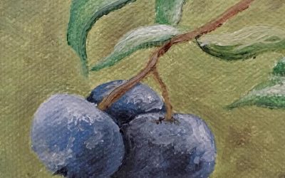 Blueberries 8-13-18