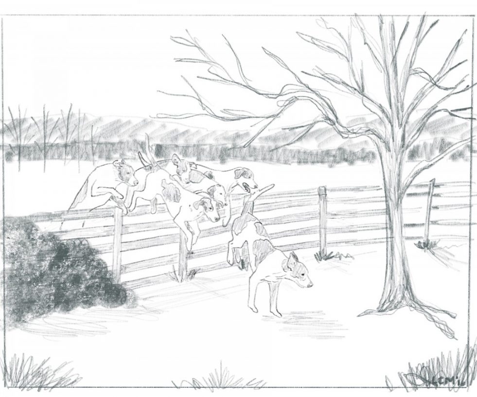 hounds-over-fence-pencil